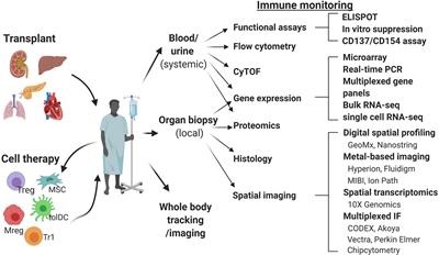 Immune Monitoring for Advanced Cell Therapy Trials in Transplantation: Which Assays and When?